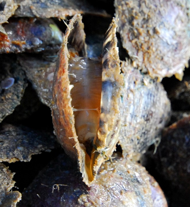 Nếu khi cấy nhân mà tuyến sinh dục của trai đang ở giai đoạn thành thục thì trai dễ bị chết hay bị rơi nhân, hoặc ngọc được tạo thành không đạt chất lượng. Kinh nghiệm của người nuôi trai ở Phú Quốc là chọn trai mẹ có tuyến sinh dục không thành thục để cấy nhân.Trong ảnh là một con trai được há miệng (chuẩn bị thu hoạch)