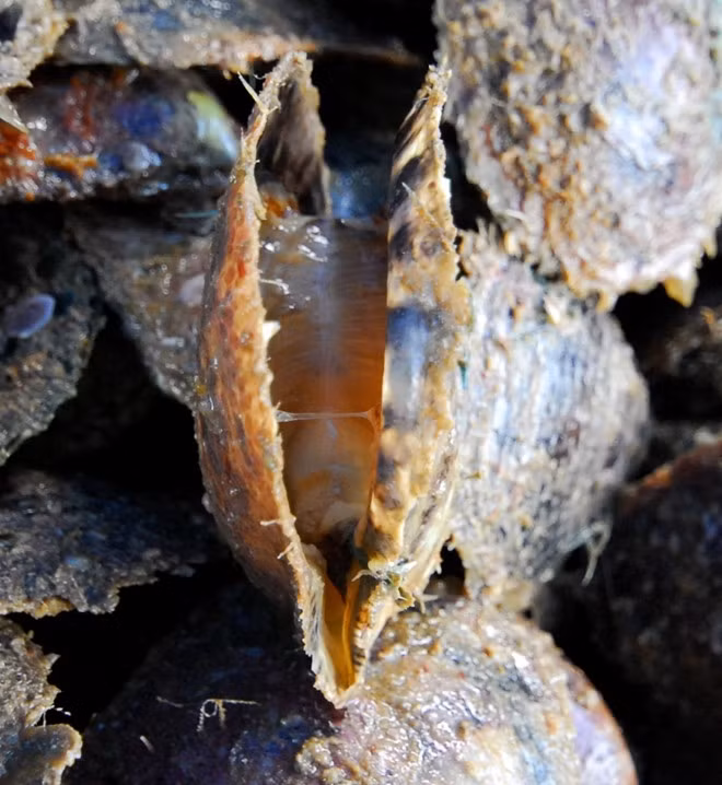 Nếu khi cấy nhân mà tuyến sinh dục của trai đang ở giai đoạn thành thục thì trai dễ bị chết hay bị rơi nhân, hoặc ngọc được tạo thành không đạt chất lượng. Kinh nghiệm của người nuôi trai ở Phú Quốc là chọn trai mẹ có tuyến sinh dục không thành thục để cấy nhân.Trong ảnh là một con trai được há miệng (chuẩn bị thu hoạch)