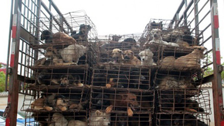 Chiếc xe chở hàng trăm chú chó trong những chiếc lồng ọp ẹp