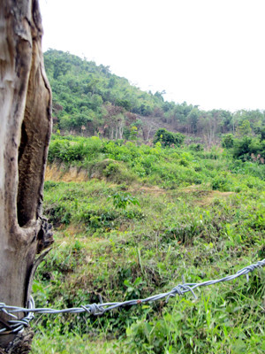 Rừng cơ bản đã bị chặt phá để trồng cao su