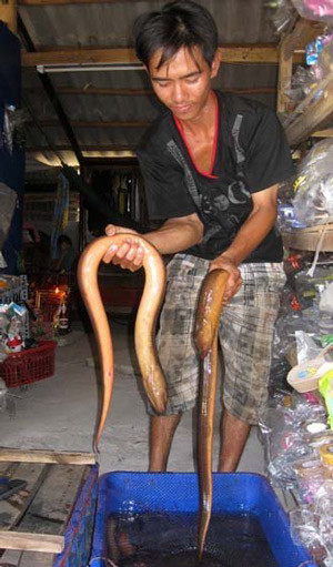 Cặp lươn cực khủng được chủ nhân bắt lên cho khách mua hàng chiêm ngưỡng