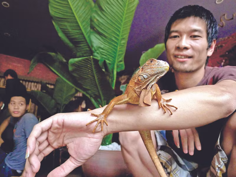 Ông chủ quán Pet Cafe và chú rồng Nam Mỹ vàng