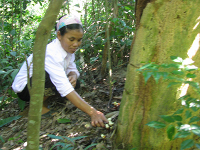 Người dân vào rừng thuộc Vườn Quốc gia Bến En hái nấm Lim Ảnh: Hoàng Lam. Người dân vào rừng thuộc Vườn Quốc gia Bến En hái nấm Lim Ảnh: Hoàng Lam