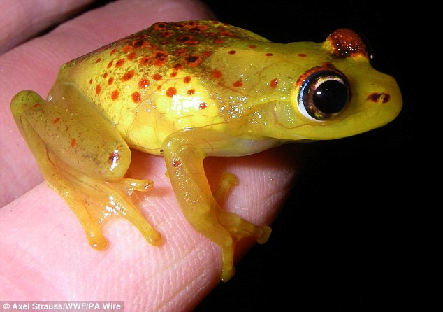 Loài ếch da trong 