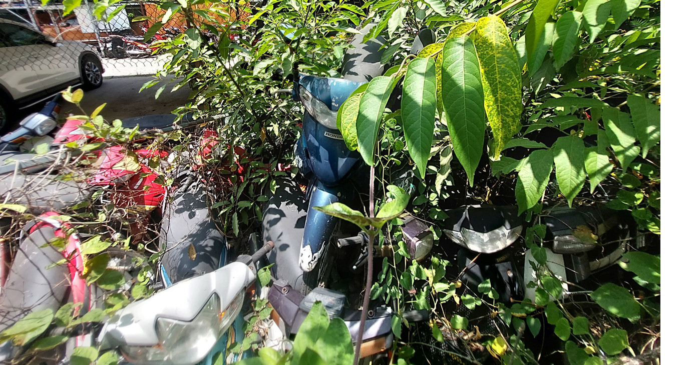 Nhiều chiếc xe bị cây mọc um tùm che khuất. Nhiều chiếc xe bị cây mọc um tùm che khuất.