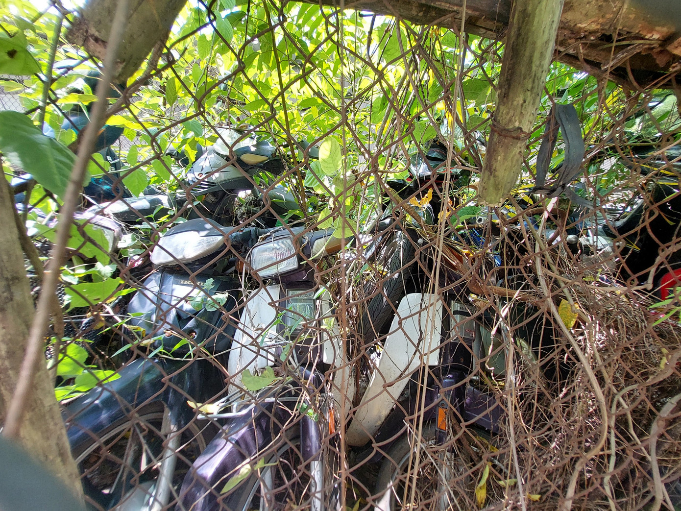 Xe cũ nằm chen chúc, lẫn trong cây cối vì bị bỏ tại bãi trông giữ 2-3 năm. Xe cũ nằm chen chúc, lẫn trong cây cối vì bị bỏ tại bãi trông giữ 2-3 năm.