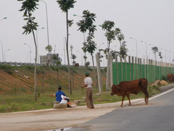 Chăn bò