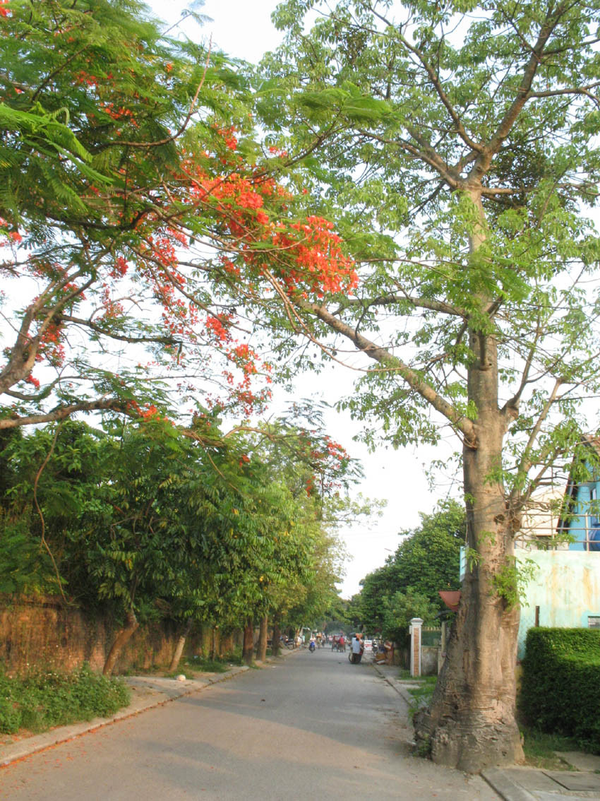 Cây bao báp ở đường Xuân 68. Ảnh: Thanh Tùng