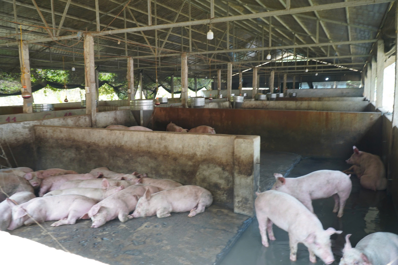 Lợn được nuôi tại trang trại.