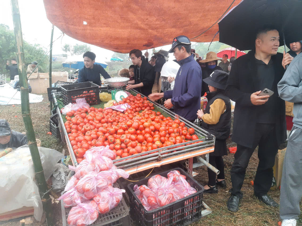 Cà chua là một trong những mặt hàng được bán nhiều tại phiên chợ Chuộng. Cà chua là một trong những mặt hàng được bán nhiều tại phiên chợ Chuộng.