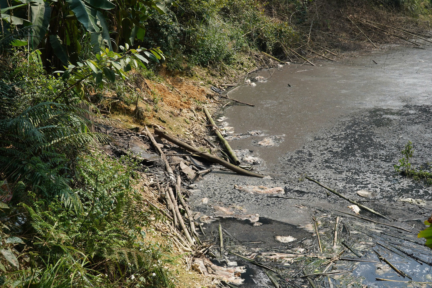 Hồ chứa nước thải của trang trại đen kịt.