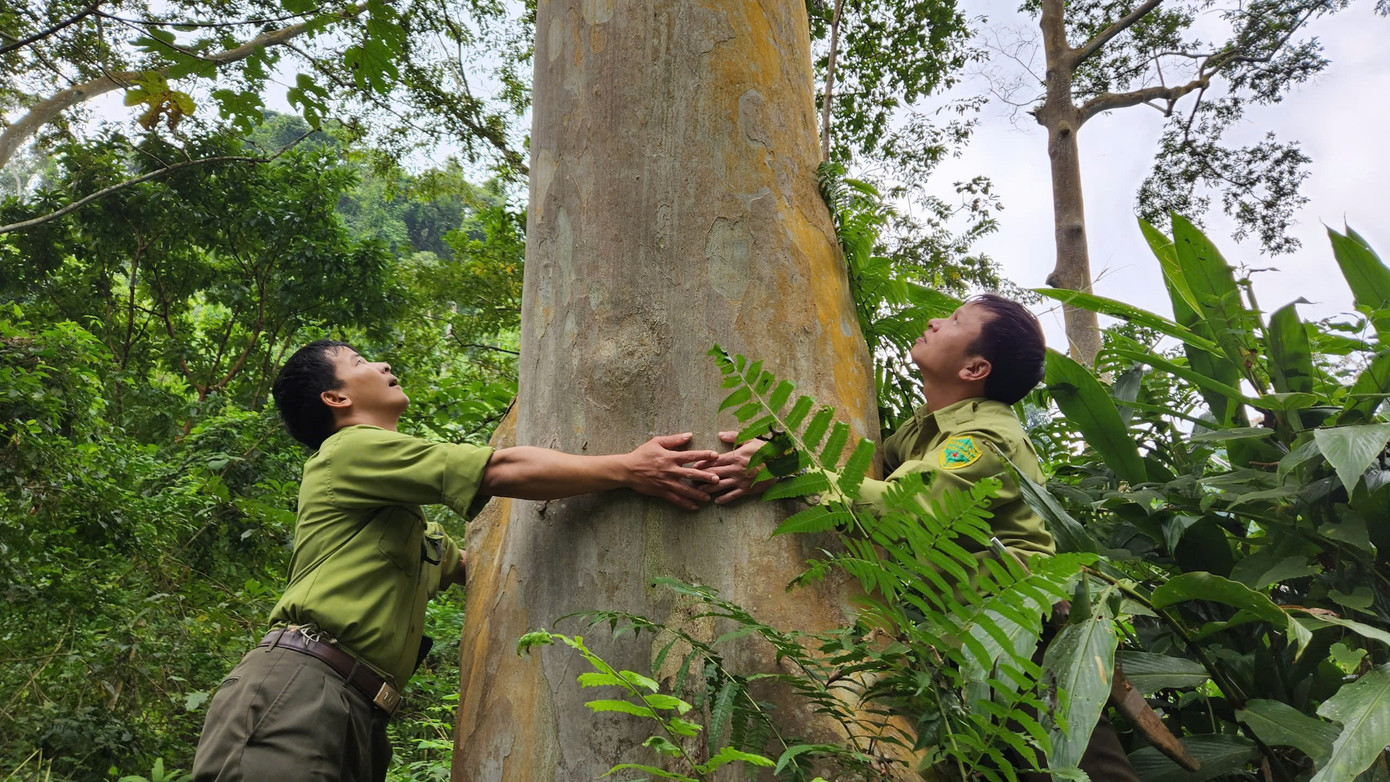 Cây chò nước tại Vườn quốc gia Xuân Liên