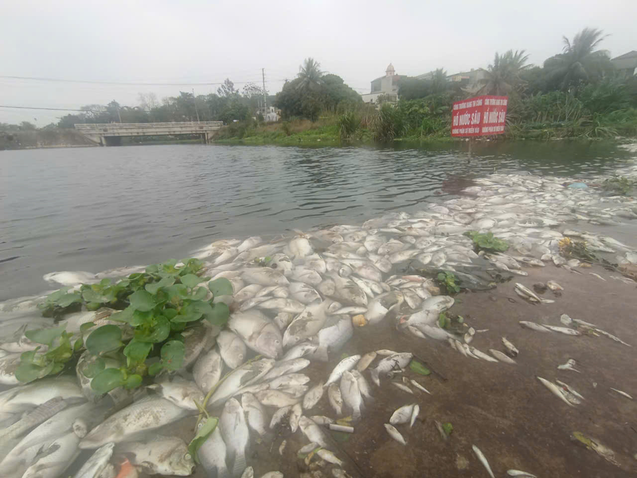 Chính quyền địa phương đã kiểm tra thực địa dọc suối Cổ Đam, nhưng chưa phát hiện cơ sở sản xuất hay hộ dân nào xả thải bẩn gây ô nhiễm. Phường Ba Đình đang kiến nghị ngành chức năng thu gom thuỷ sản chết đưa đi tiêu huỷ, khuyến cáo người dân không sử dụng cá chết chế biến thức ăn, tránh rủi ro đáng tiếc.