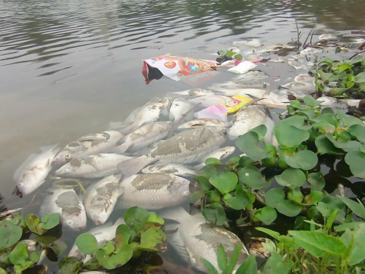 Ông Lê Văn Thủy, cán bộ Địa chính - Xây dựng, Đô thị và Môi trường, phường Ba Đình cho biết, sau khi phát hiện vụ việc, UBND phường phối hợp với Phòng Tài nguyên và Môi trường thị xã, Chi cục Bảo vệ Môi trường, Sở Tài Nguyên và Môi trường lấy mẫu nước, mẫu tôm cá chết đi xét nghiệm tìm nguyên nhân, hiện chưa có kết quả.