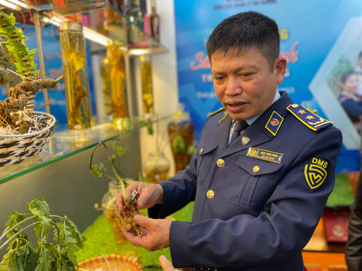 Quản lý thị trường hướng dẫn cách phân biệt sâm Ngọc Linh thật và giả