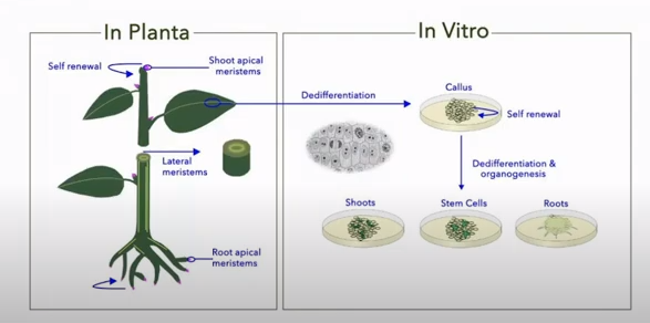 Nuôi cấy thu hoạch tế bào gốc thực vật