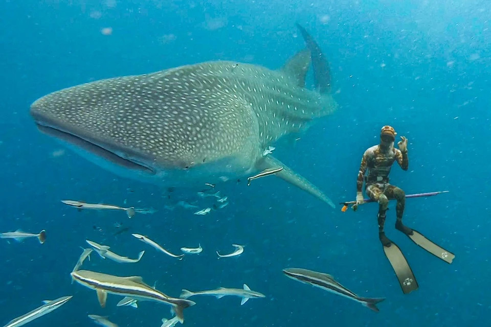 Năm 2023, tôi cũng có dịp chiêm ngưỡng vẻ đẹp của cá mập voi ở Thổ Chu.