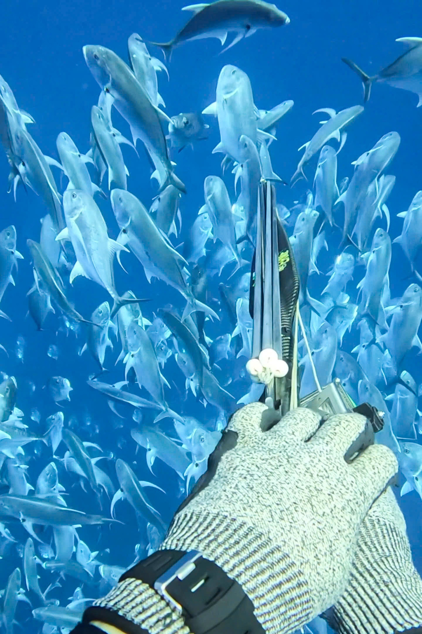 Tại vùng biển Thổ Chu, tôi có dịp bắt gặp các cá thể cá mập voi, rùa biển và những đàn cá hàng nghìn con trong ca lặn.