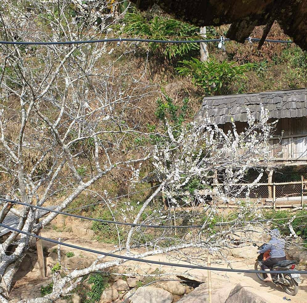 Hoa mơ, hoa mận nở rộ ở bản Pù Toong, xã Pù Nhi, huyện Mường Lát.