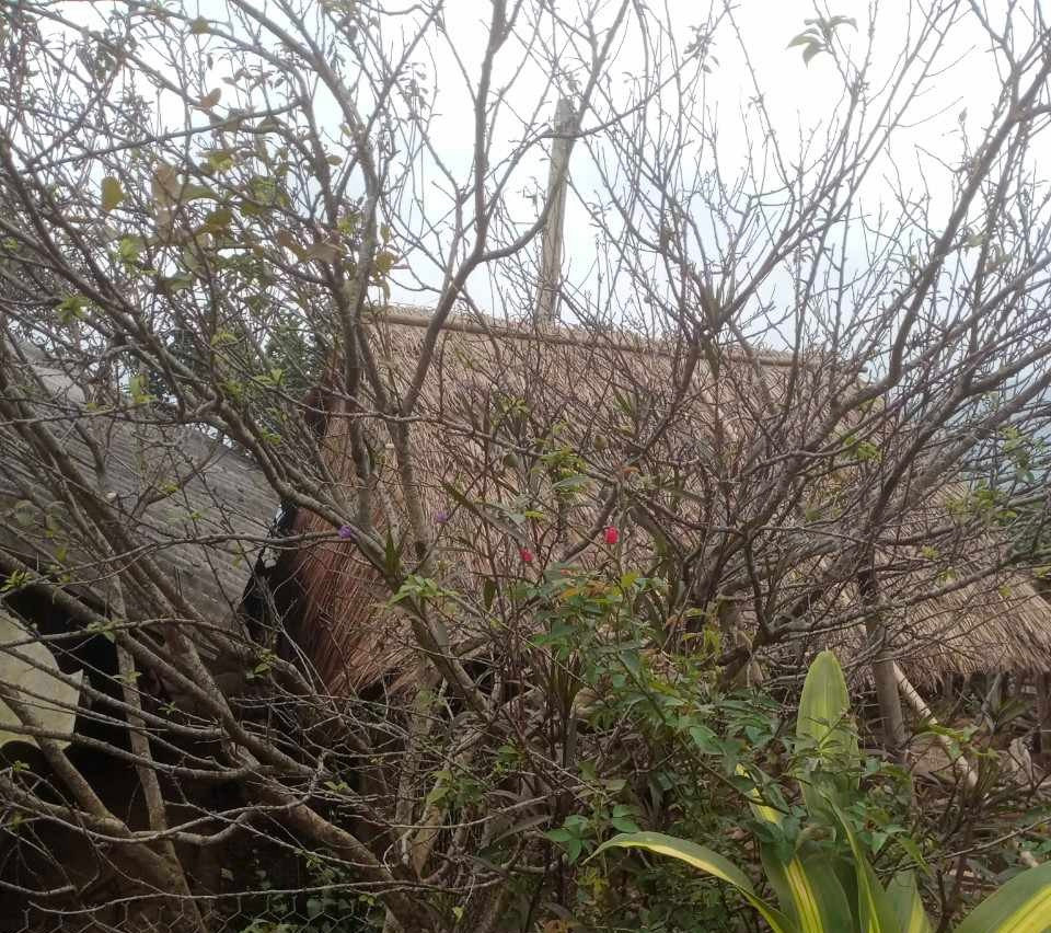 Đào rừng đang chờ nắng ấm để nở hoa.