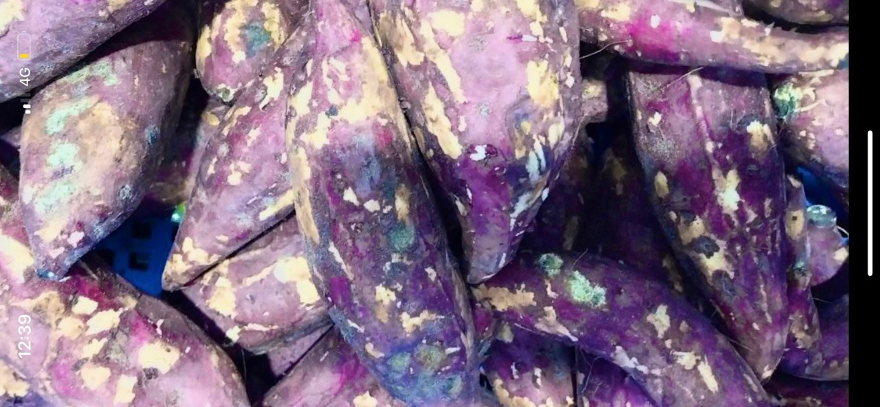 Hình ảnh củ khoai bị mốc xanh được phụ huynh phát hiện qua hình ảnh thực đơn bữa ăn phụ do người phụ trách chụp lên.