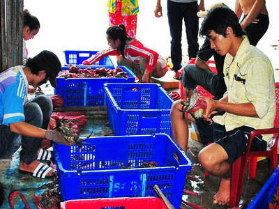 Một cơ sở thu gom cua biển ở thị trấn Năm Căn cột cua trước khi vô thùng chuyển lên TP.HCM bán cho thương lái Trung Quốc