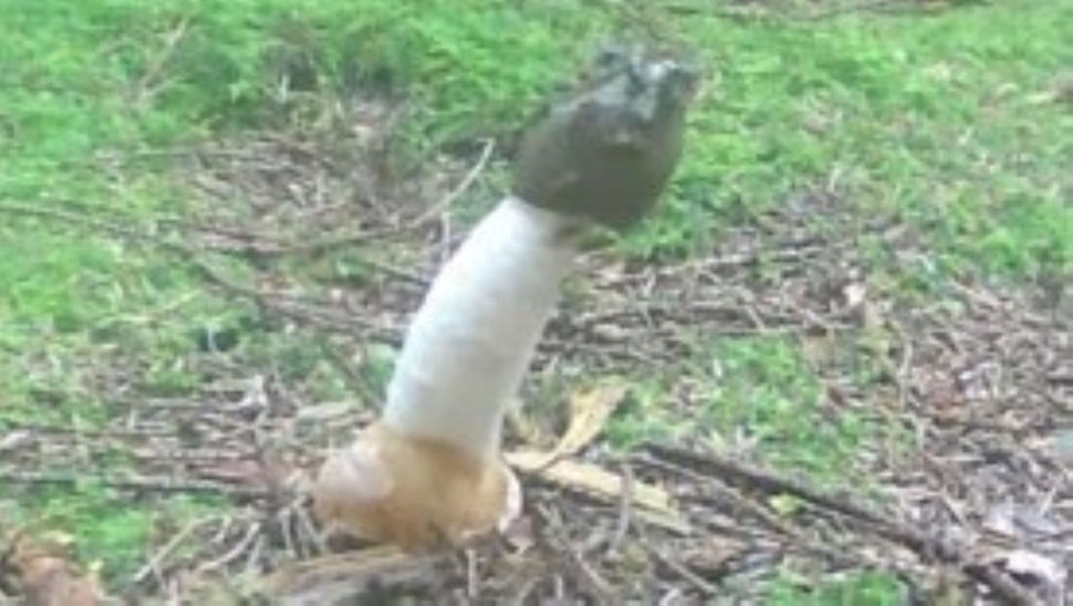 Ảnh chụp màn hình video ghi lại nấm dương vật có thân màu trắng và mũ phủ chất nhờn màu nâu ô liu. (Ảnh: Regionalforstamt Soest-Sauerland qua Facebook)