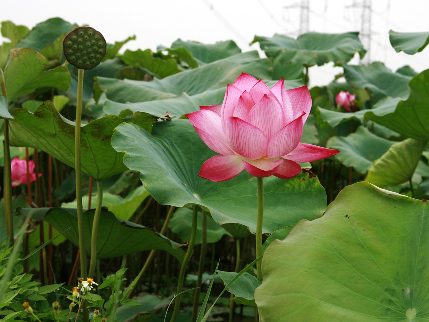 “Tạo hình và màu sắc của sen quá đẹp” - họa sĩ Vi Kiến Thành 