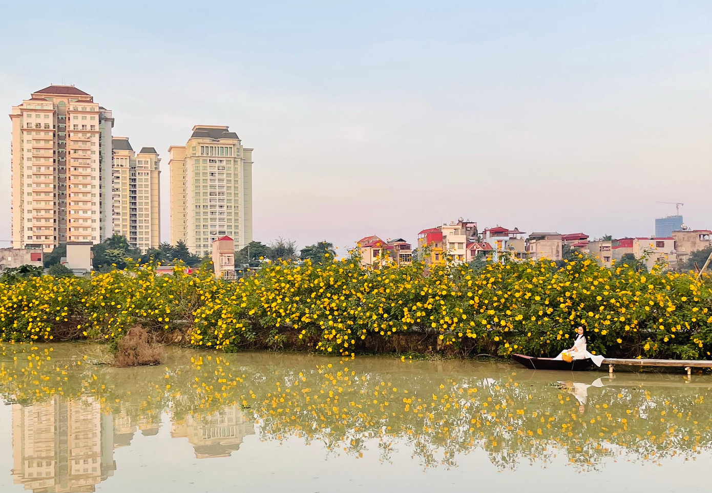 Vườn dã quỳ nằm ngày giữa lòng Thủ đô mở cửa từ 6h30 đến 19h hàng ngày. Hiện tại vườn chỉ đón 30 khách một lần cùng thời điểm để đảm bảo giãn cách trong thời gian dịch bệnh. Du khách đến chụp ảnh cần khai báo y tế. Giá vé của vườn dã quỳ là 50.000 đồng/ một khách.