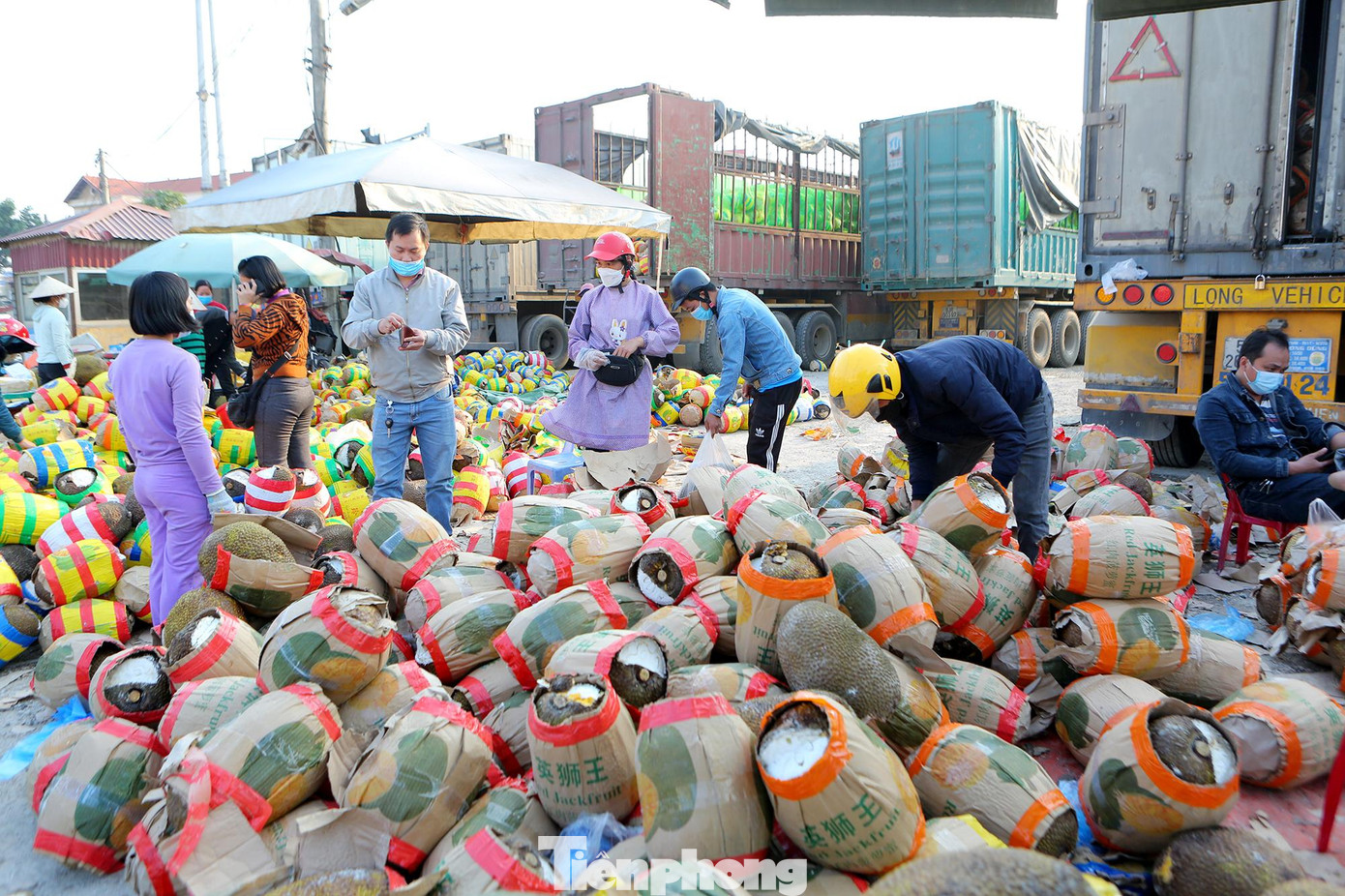 Những quả mít được vận chuyển từ miền Nam ra đều được dán tem truy xuất nguồn gốc, vốn dĩ thuộc dòng “xuất ngoại” nhưng giờ phải vứt bỏ chỏng chơ nơi góc đường quốc lộ, nhiều quả đã bị hỏng, thối nát bán tháo với giá rẻ giật mình như cho 10.000/quả.