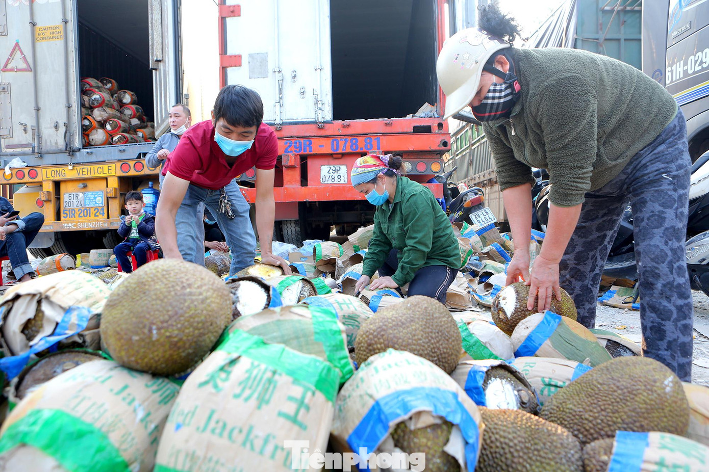 Một xe container chở mít như trong hình, chủ hàng thiệt hại khoảng hơn 300 triệu đồng. Con số thiệt hại có thể lên tới hàng tỷ đồng với các chủ hàng có nhiều xe bị ùn ứ tại cửa khẩu.