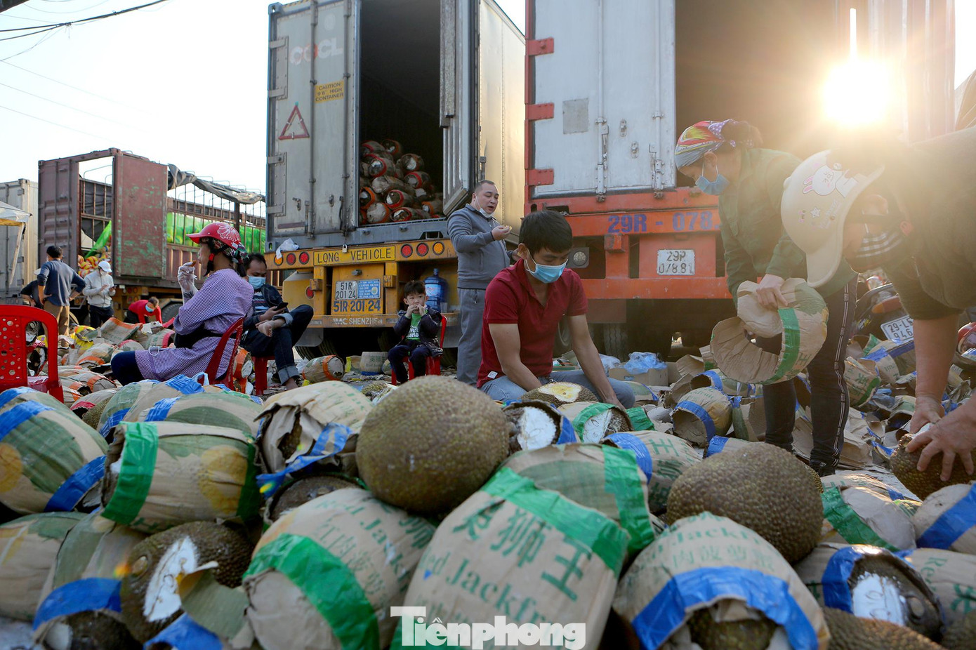 Theo ước tính một xe container khoảng 25 tấn mít được chủ hàng bán vội được từ 60-80 triệu đồng, chi phí không đủ bù đắp.