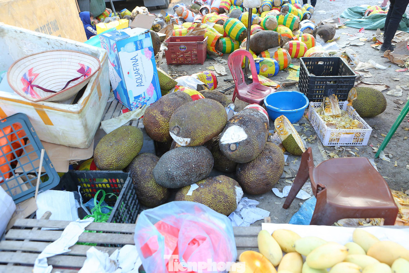 Nhiều quả mít khi gỡ trên xe xuống bổ ra đã chín vàng, nhưng cũng có rất nhiều quả đang trong tình trạng hỏng và thối.