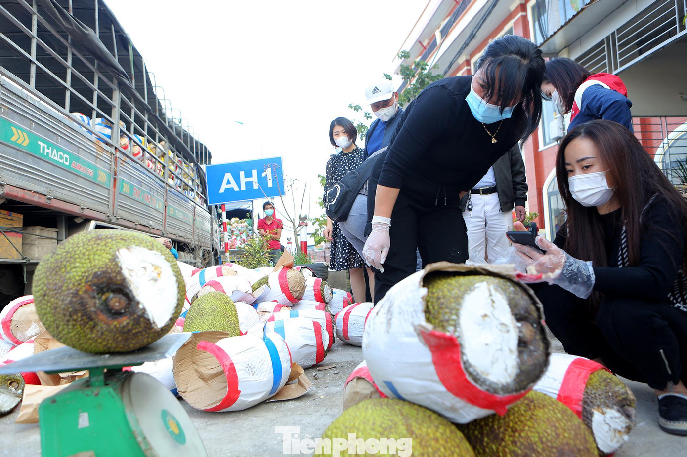 Mít đẹp hàng loại 1 khi gỡ xuống được giao bán khoảng 5 đến 8 nghìn/kg.