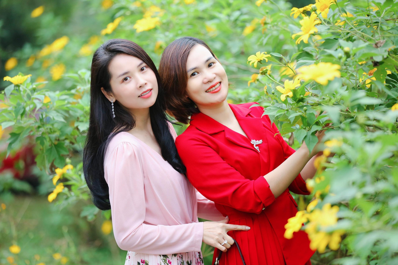 Lên Ba Vì vào ngày cuối tuần đẹp trời xen lẫn chút se se lạnh, đôi bạn thân Thủy, Hà ở quận Cầu Giấy chia sẻ :" Chúng mình bị hoa dã quỳ hớp hồn mất rồi, chỉ muốn đắm chìm trong những thảm hoa vàng rực rỡ nơi đây".