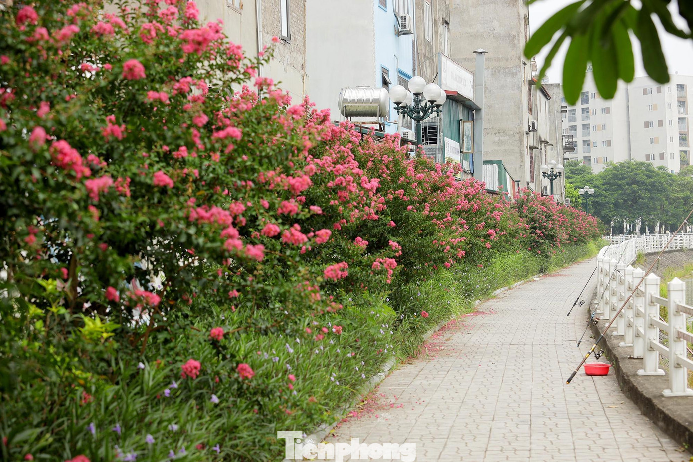 Tường vy còn được gọi bằng một cái tên rất Á đông – Tử Vi. Loài hoa có nguồn gốc từ vùng Đông Á. Cây thân gỗ nhỏ, phân cành nhánh và trổ những bông hoa tươi thắm.