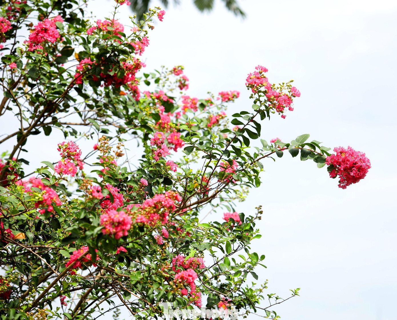 Tường Vi mang một vẻ đẹp mong manh trong trắng và tinh khiết