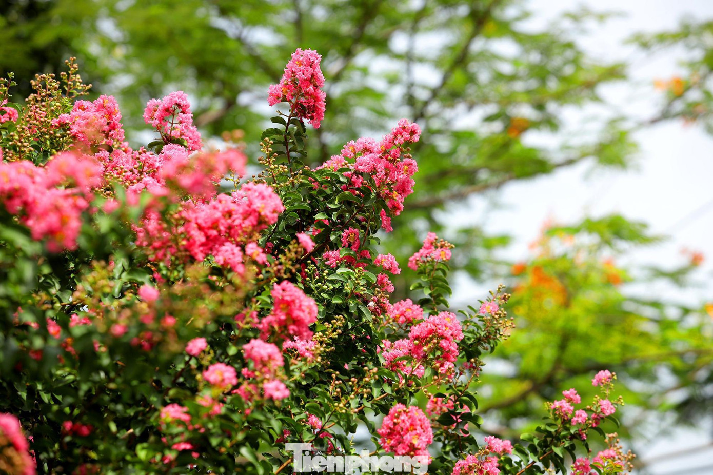 Hoa nở từng chùm ở ngọn, mỗi chùm có khoảng 5-7 bông hoa xinh xắn.