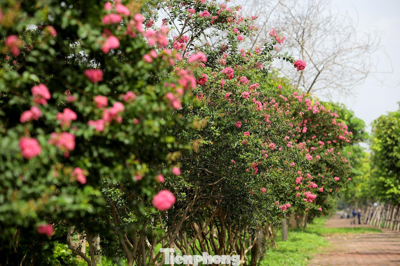 Ngoài những địa điểm quen thuộc được giới trẻ săn tìm như con đường hoa ở xã Tam Hiệp (Thanh Trì), hồ Ba Mẫu (Đống Đa), Thảo Nguyên Hoa (Long Biên)…năm nay hoa tường vy còn có thêm điểm mới tại khu ao sinh thái quận Long Biên.