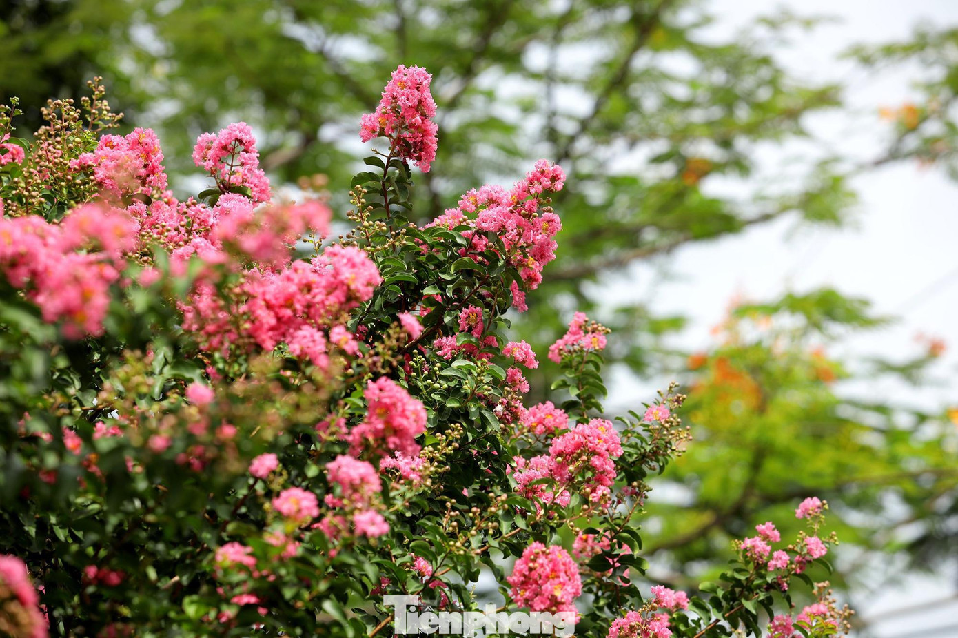 Từng cánh hoa tường vi mỏng manh, hồng nhạt làm mê đắm bất kỳ người yêu hoa nào.