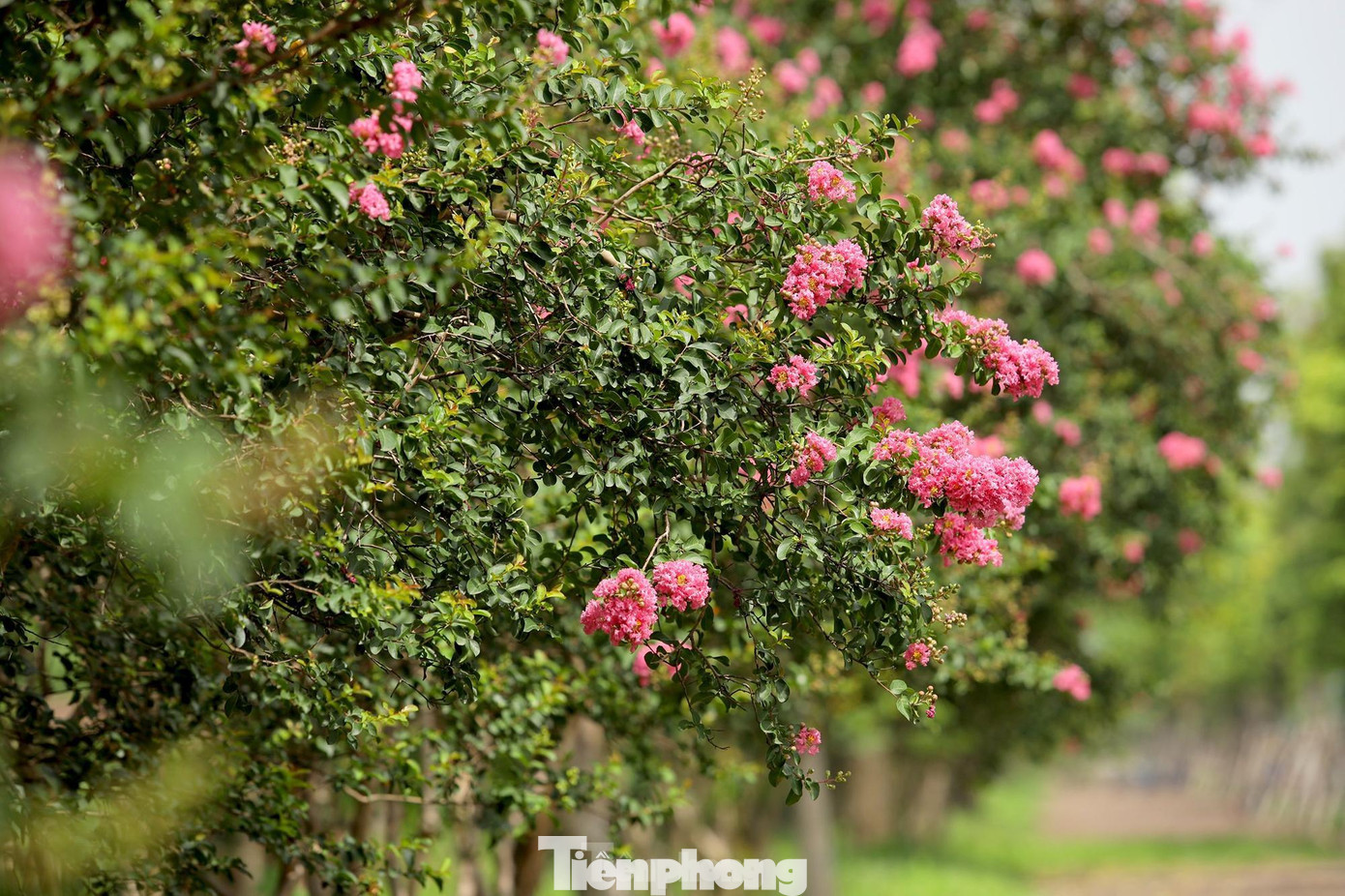 Hoa tường vy có tên khoa học là Rosa multiflora, hoặc Lagerstroemia indica Linn hay còn nhiều tên gọi khác như tầm xuân nhiều hoa, hồng nhiều hoa, tường vy Nhật, dã tường vy, thuộc họ hoa hồng.
