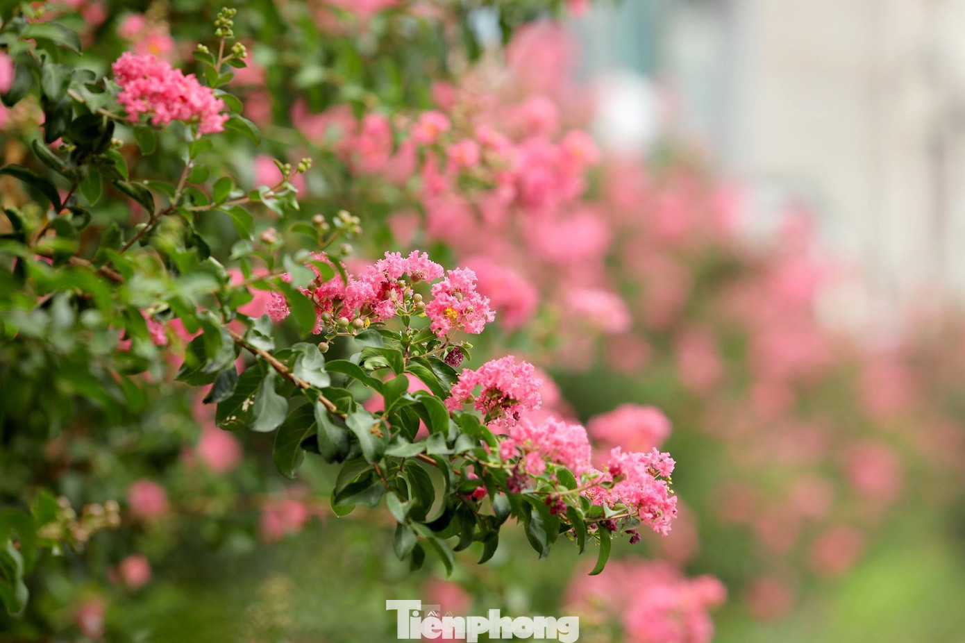 Hoa tường vi đang bước vào những ngày nở rộ, sắc hồng tươi thắm khiến mọi người có dịp đi qua đều ngây ngất ngắm nhìn.