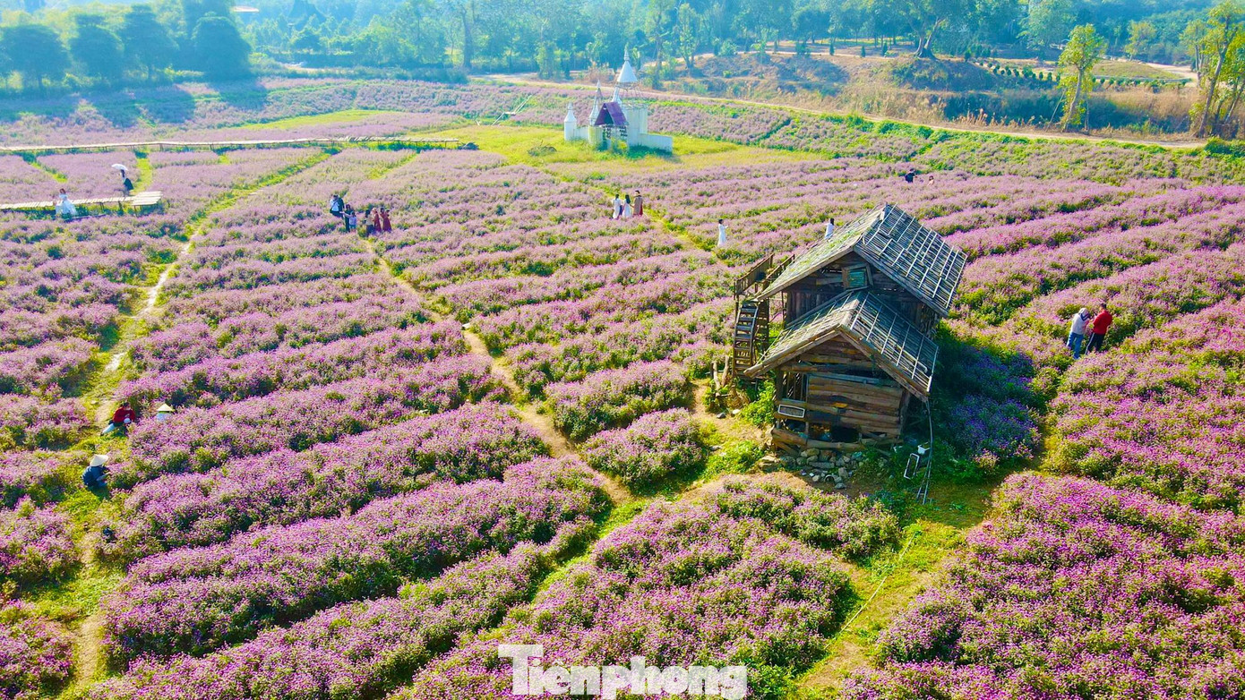 Khoảng không gian rộng lớn phủ màu tím hồng tạo cảm giác nên thơ, lãng mạn.