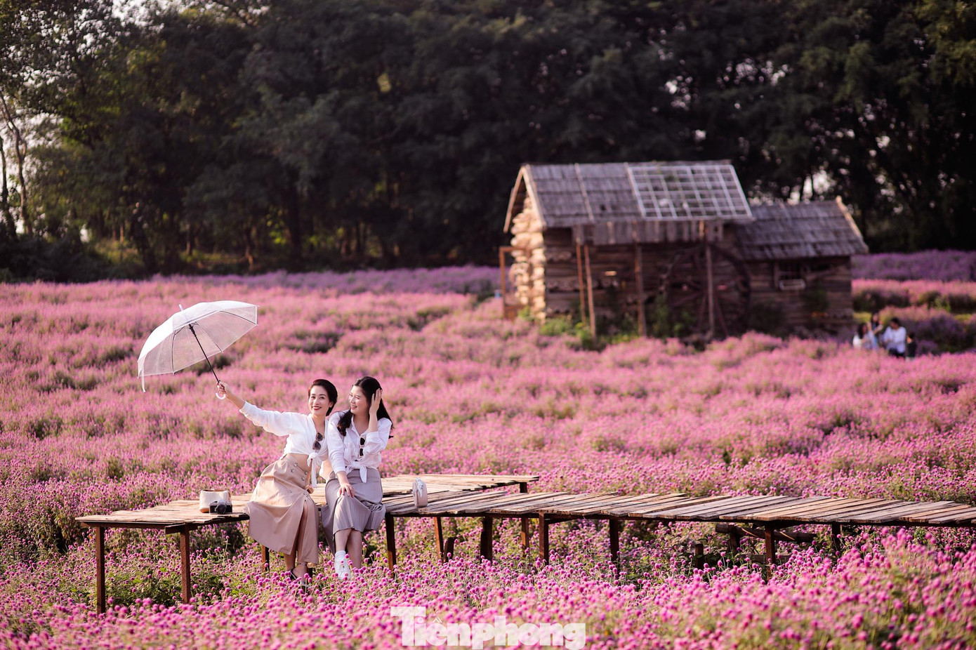 Theo ghi nhận của phóng viên Tiền Phong trong sáng 5/12, nhiều bạn trẻ tìm tới khu vườn hoa thảo nguyên tại quận Long Biên chụp ảnh cùng hoa cúc bạch nhật nở tím rộ.