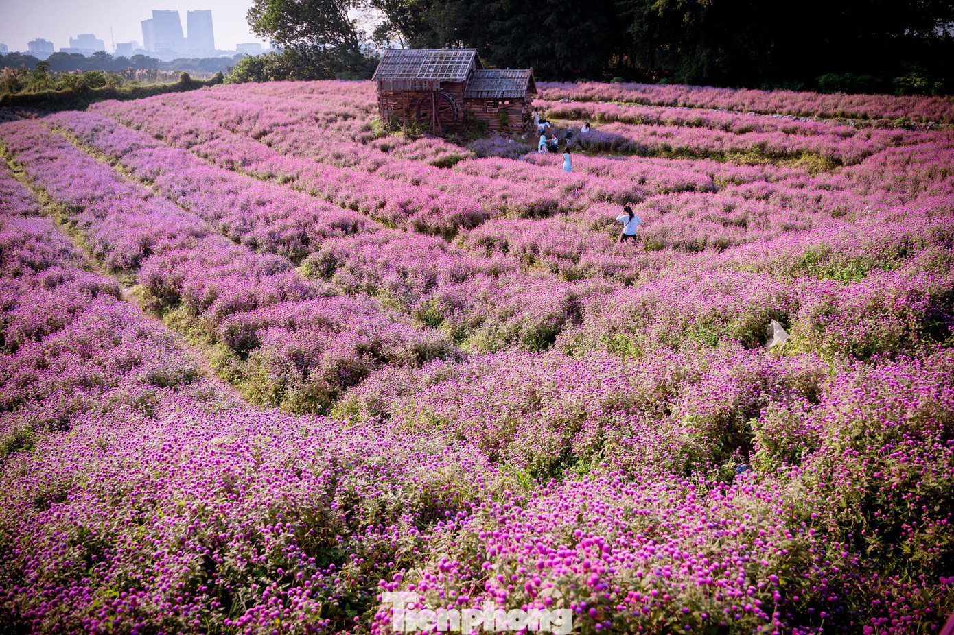 Những ngày đầu tháng 12, cánh đồng hoa bách nhật đẹp như trời Âu bắt đầu bung nở. Khu vườn tím hồng rộng hơn 10.000m2 với khoảng 130.000 cây ở đường Thạch Cầu, quận Long Biên thu hút đông người trẻ, gia đình đến tham quan vào dịp cuối tuần.