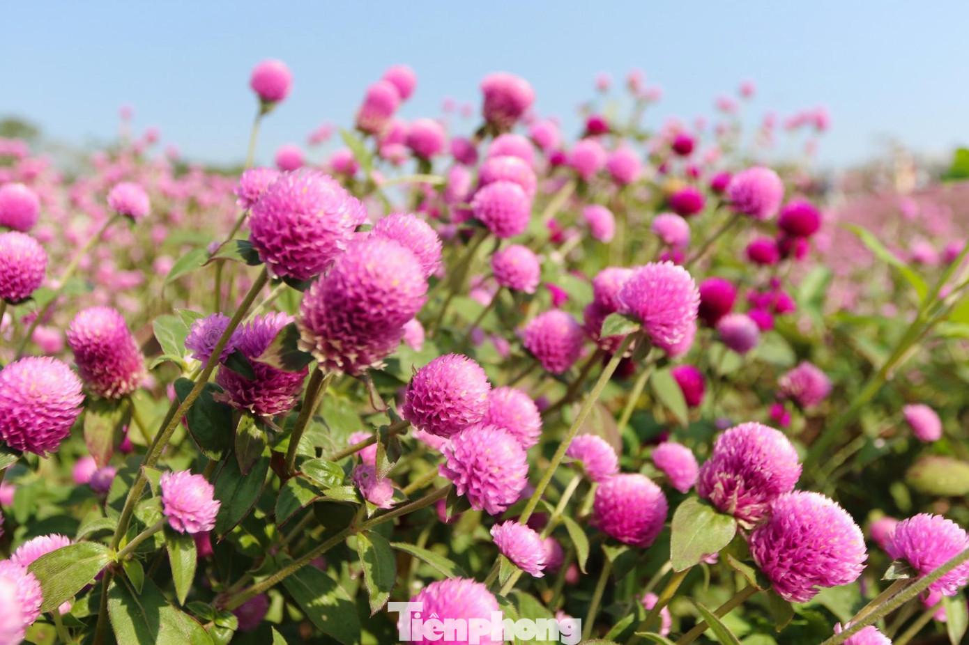 Trước đây cúc bách nhật chỉ có màu đỏ và trắng, tuy nhiên những năm gần đây đã được lai tạo ra màu tím hồng bắt mắt.