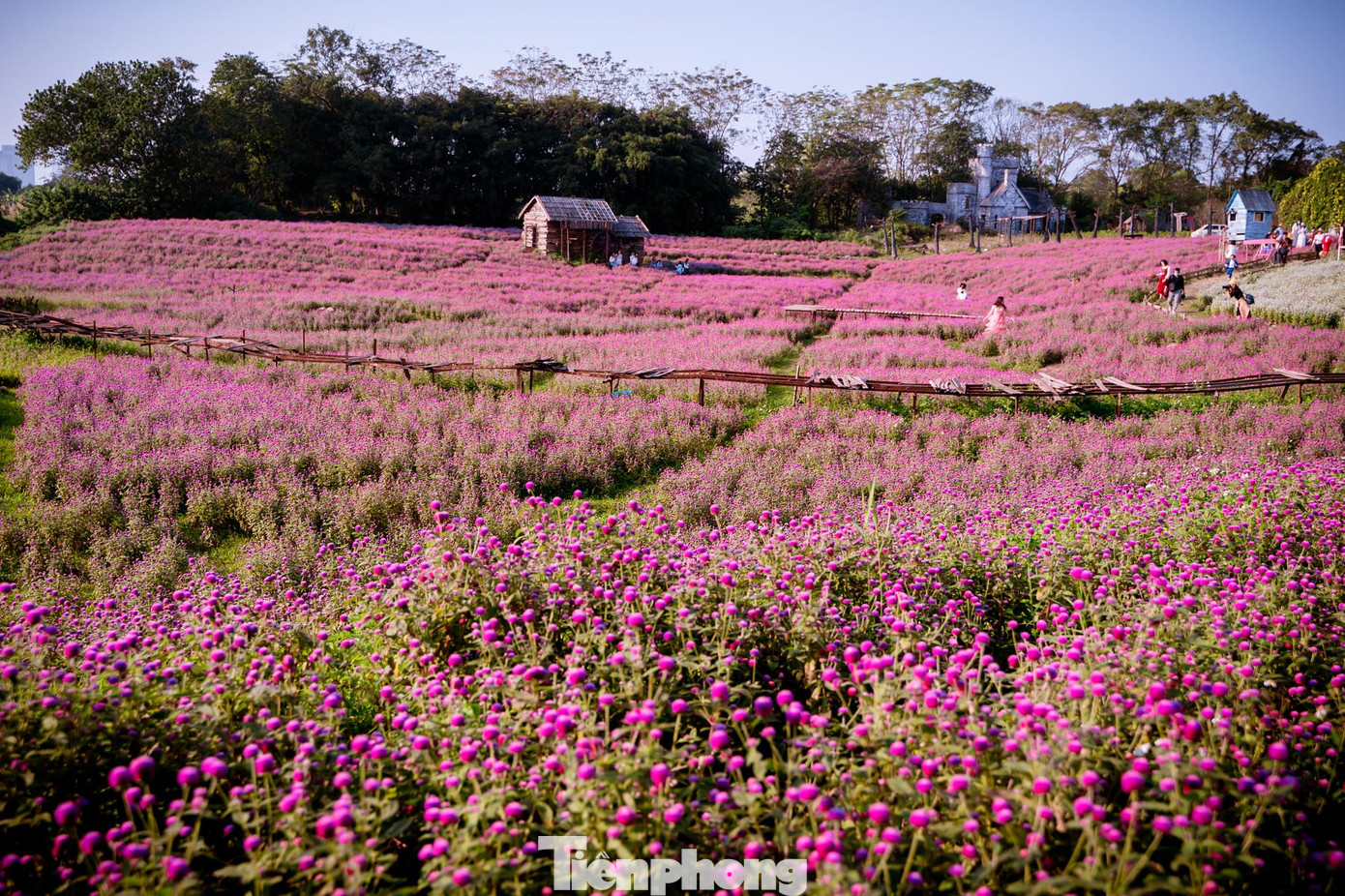 Cúc bách nhật nở rực cả một vùng trời, màu sắc bắt mắt ấn tượng khiến nhiều người ngỡ như đang bước vào cánh đồng hoa tại châu Âu.