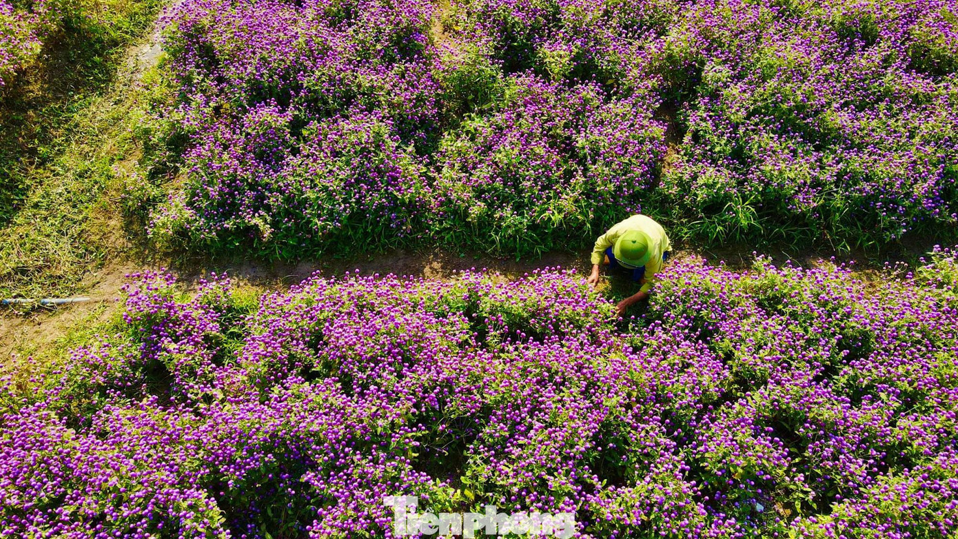 Từ lúc gieo hạt đến khi ra hoa khoảng 4 tháng, từ lúc ra hoa đến lúc tàn khoảng 3 tháng.