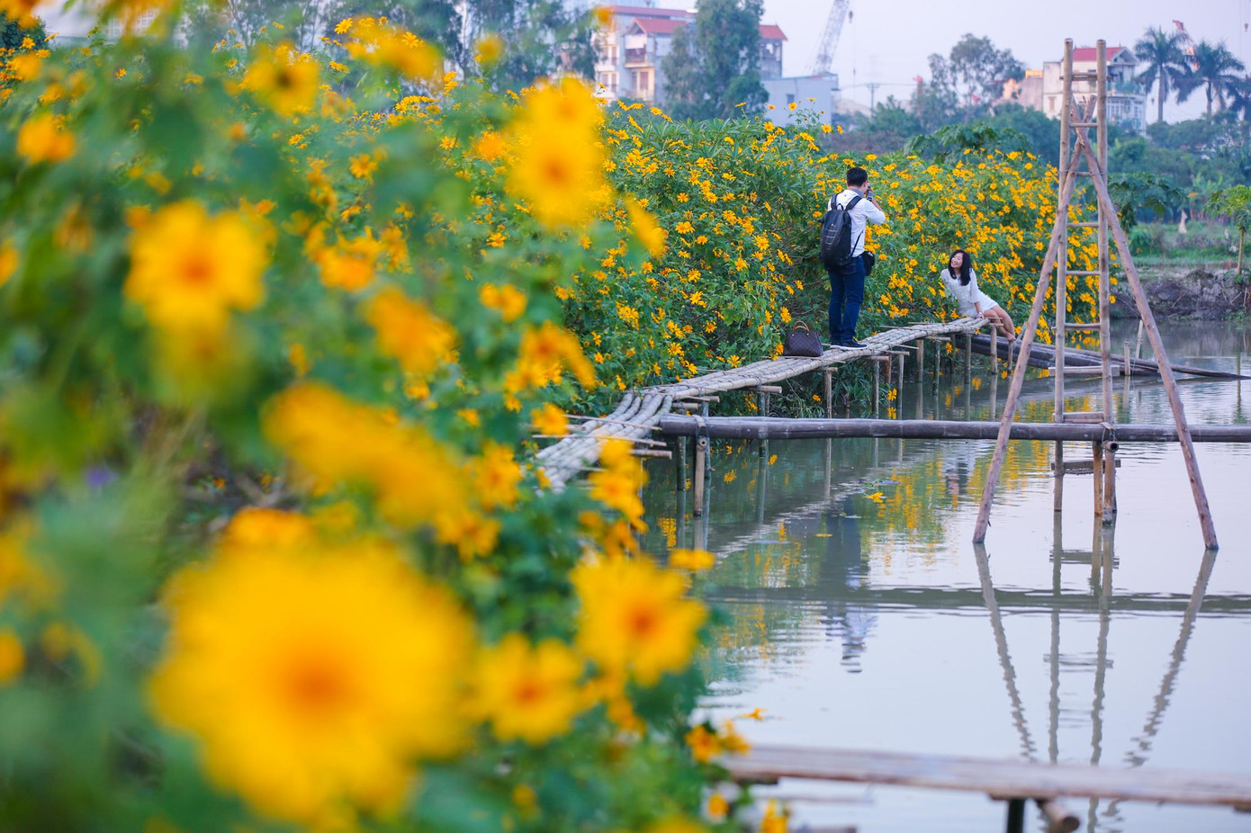 Nhắc đến hoa dã quỳ, nhiều người yêu thích, tìm đến loài hoa này thường cất công đến khu vực vườn Quốc gia Ba Vì, cách trung tâm khoảng 70km. Nhưng năm nay, không phải đi đâu xa, ngay con ngõ nhỏ khu vực Xuân Đỉnh (quận Bắc Từ Liêm, Hà Nội), cả "rừng" hoa dã quỳ đang khoe sắc thu hút người dân Thủ đô.