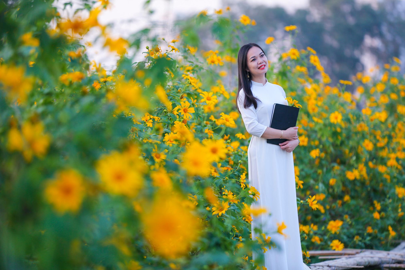 Không bạt ngàn sắc vàng như ở Đà Lạt, không có hàng hoa kéo dài cả trăm mét uốn lượn trên các triền dốc như Ba Vì nhưng dã quỳ ở đây vẫn bung nở rực rỡ, mang vẻ đẹp riêng.